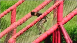 Survivor - Season 45 Episode 06